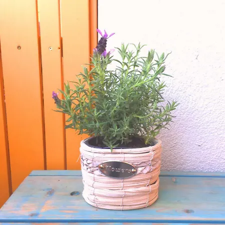 Marjetica * מורבסקה טופליצה