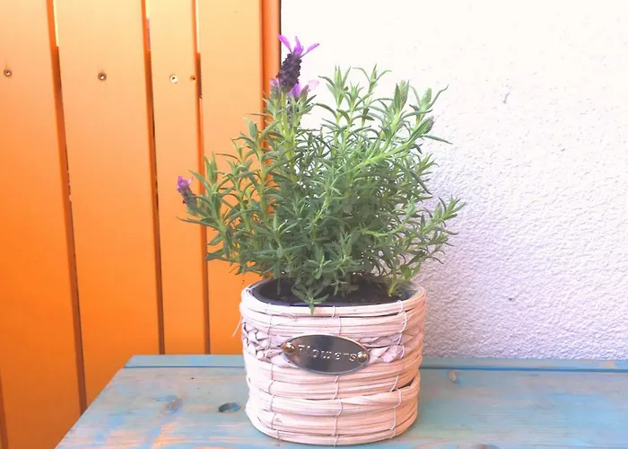 Marjetica * مورفسكه تيبليتسه